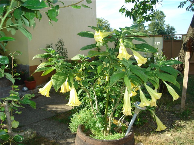 anđeoska truba